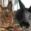 Ebony and Grayson! - @coco.and_th3_buns - TikTok