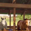 💕🐎 - @hailey.ebony.and.robin - TikTok