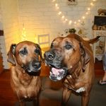 *Ebony* & *Harley*- Ridgebacks - @dogs_are_earth_angels - Instagram