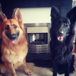 Harley & Ebony - @harley.ebony.gsd - Instagram