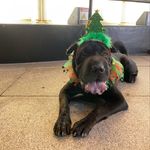@harleyebony - Instagram