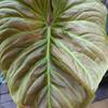 ebony_houseplants - @ebony_houseplants - TikTok