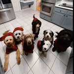 ebony, joy, ruby, margo, peppa, lucy, ophelia, buddy - @the_greenfam_dogs - Instagram