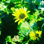 ebony lilly - @nature_isa_photo - Instagram