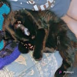 Ebony - @ebony_luna_kitty - Instagram