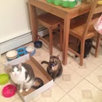 Ebony, Luna, & Ollie - @the_three_lil_monsters - Instagram