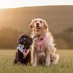 Luna the golden retriever 💜 Ebony the Cavoodle 🧡 - @adventure_of_luna_and_ebony - Instagram