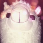 Lacey The Alpaca - @lacey_ebony_magee - Instagram