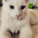 @ebony.mainecoon - Instagram
