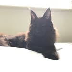 Ebony ❤️🌍 - @_ebony.maine_coon_ - Instagram