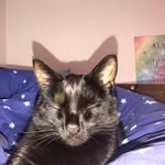 Ebony and Aslan - @aslanandebonymainecoon - Instagram