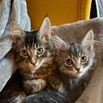 Ebony and Bunty Maine Coon - @ebony_bunty_mainecoons - Instagram