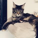 Ebony - @ebony_mainecoon - Instagram