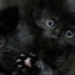 Ebony Paws | Maine Coon Cattery - @ebonypaws_mainecoon - Instagram