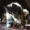 EbonyPawsMaineCoon - @cristianagiusto - TikTok