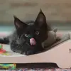 Riccardo Shivitz - @mainecoonebonypaws - TikTok