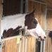 Epona Maison Pour Ados - Facebook