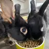 EbonyandOakleyBunnytales - @sarah.surman - TikTok