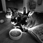 Sarah and Ebony and Oakley - @ebonyandoakleybunnytales - Instagram