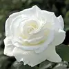 Ebony owens - @ebony.owens - TikTok