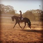 Ebony Park Fantasia - @fantasia_friesian_warmblood - Instagram