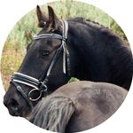 Ebony Park Ulysses - @ionian_rocking_horse - Instagram