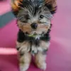 Ebony Powell - @ebony_powel - TikTok