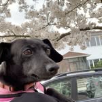 Ebony Reilly - @ebbythedachshund - Instagram