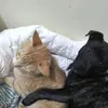 ebony Rogers - @ebony.rogers2 - TikTok