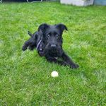 🐾 ebony 🐾 - @ebony_romanianrescuepup - Instagram