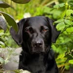 Ebony Grace Harris-Sargent 🐶 - @ebony.black.lab - Instagram