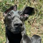 Dutchess “The Ebony Goddess” Seale - @dutchessthedane - Instagram