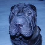 Ebony Fur Real - @life_of_ebony_the_sharpei - Instagram