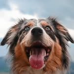 Ebony🐾 - @ebony.the.australian.shepherd - Instagram