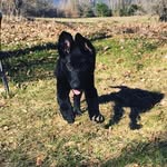Ebony - @ebony_the_german_shepherd - Instagram