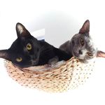 Ebony & Silver | Asian Cats - @ebonyandsilver - Instagram