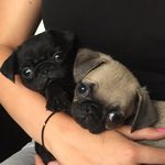 Ivy and Ebony - @ivy.darling_and_ebony.small - Instagram