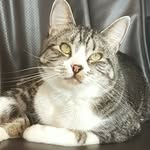 Ebony Smart - @noodle_cat_ftw - Instagram