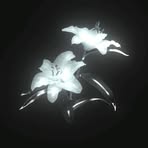 Ebony Snell - Facebook