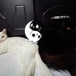 Ebony & Snowball - @ebony_snowball - Instagram