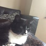 EbonySnow - @ebony_snow_cat - Instagram