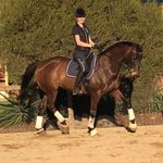 Ebony Warren - @ebony.equestrian - Instagram