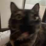 ebony dark’ness dementia raven way - @lunathebehemoth - Instagram