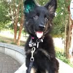 Taliya the Bicolor GSD - @ebony_vom_wernerhaus - Instagram