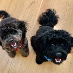 Winston - @winston.and.ebony - Instagram