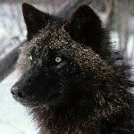 ebony <3 - @ebony_wolf_ - Instagram