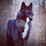 💜Ebony, his little wolf💜 - @he.is.my.better.half - Instagram