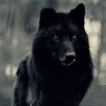 Ebony Wolf - @ebonywolf753 - Instagram