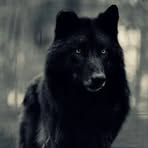 Ebony Wolf - Facebook