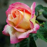 Amani Ebrahim - @ebrahimamani - Instagram